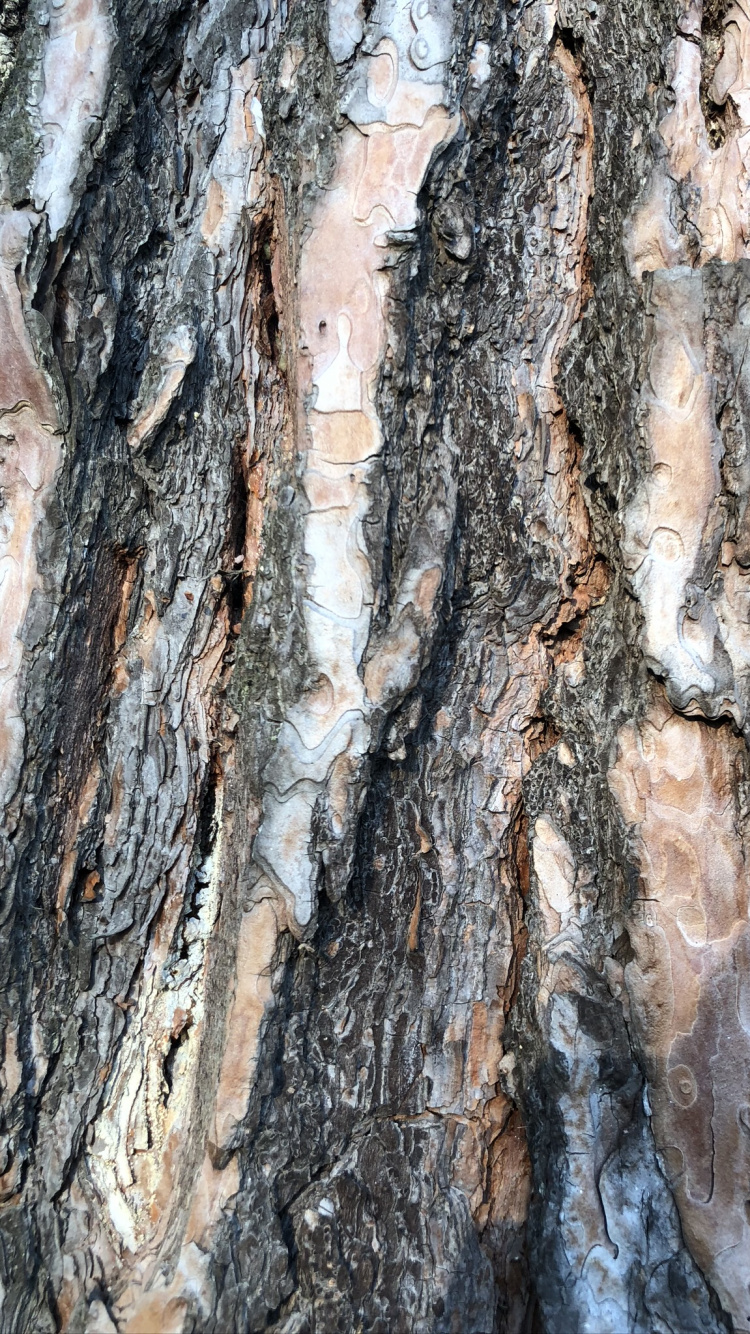 Обои древесина, биология, наука в разрешении 750x1334