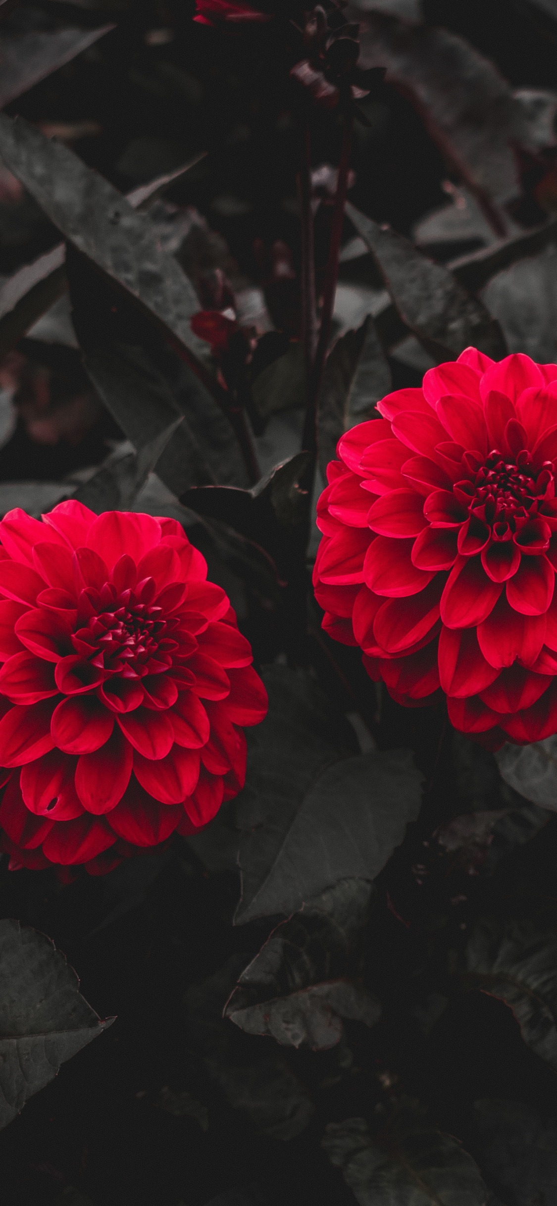 Обои цветок, бутон, красный цвет, лепесток, розовый в разрешении 1125x2436