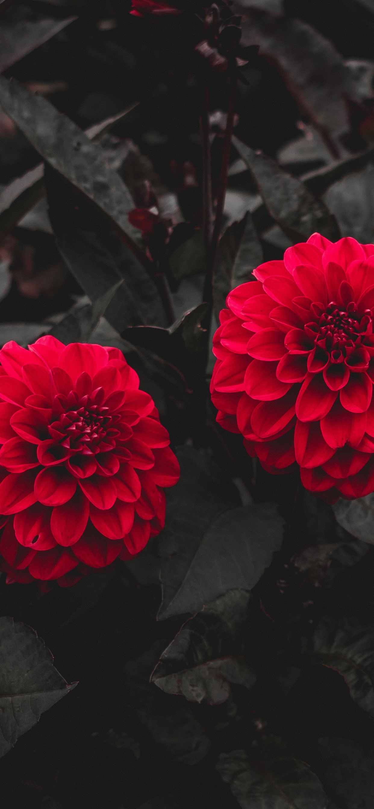 Обои цветок, бутон, красный цвет, лепесток, розовый в разрешении 1242x2688