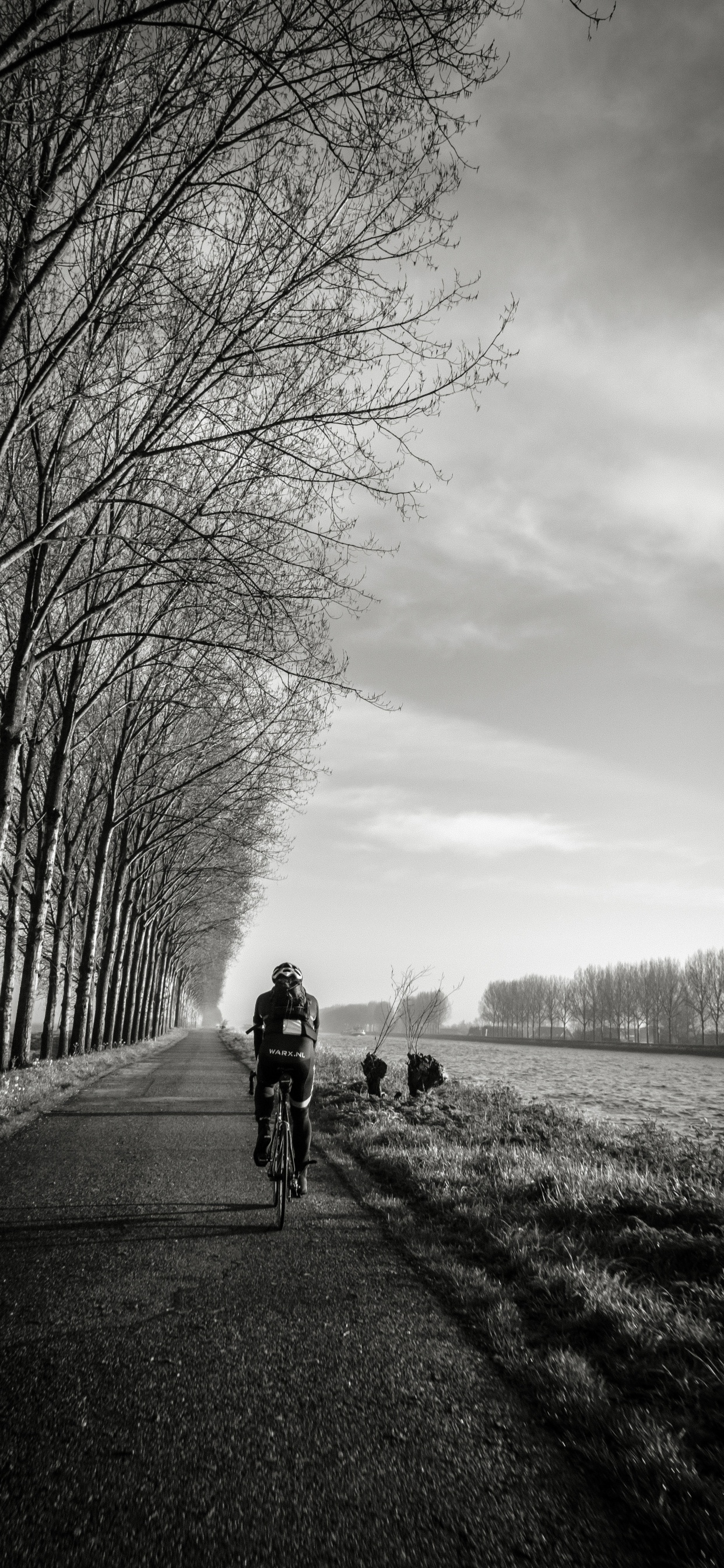 Обои белые, черный, дерево, монохромный, облако в разрешении 1242x2688