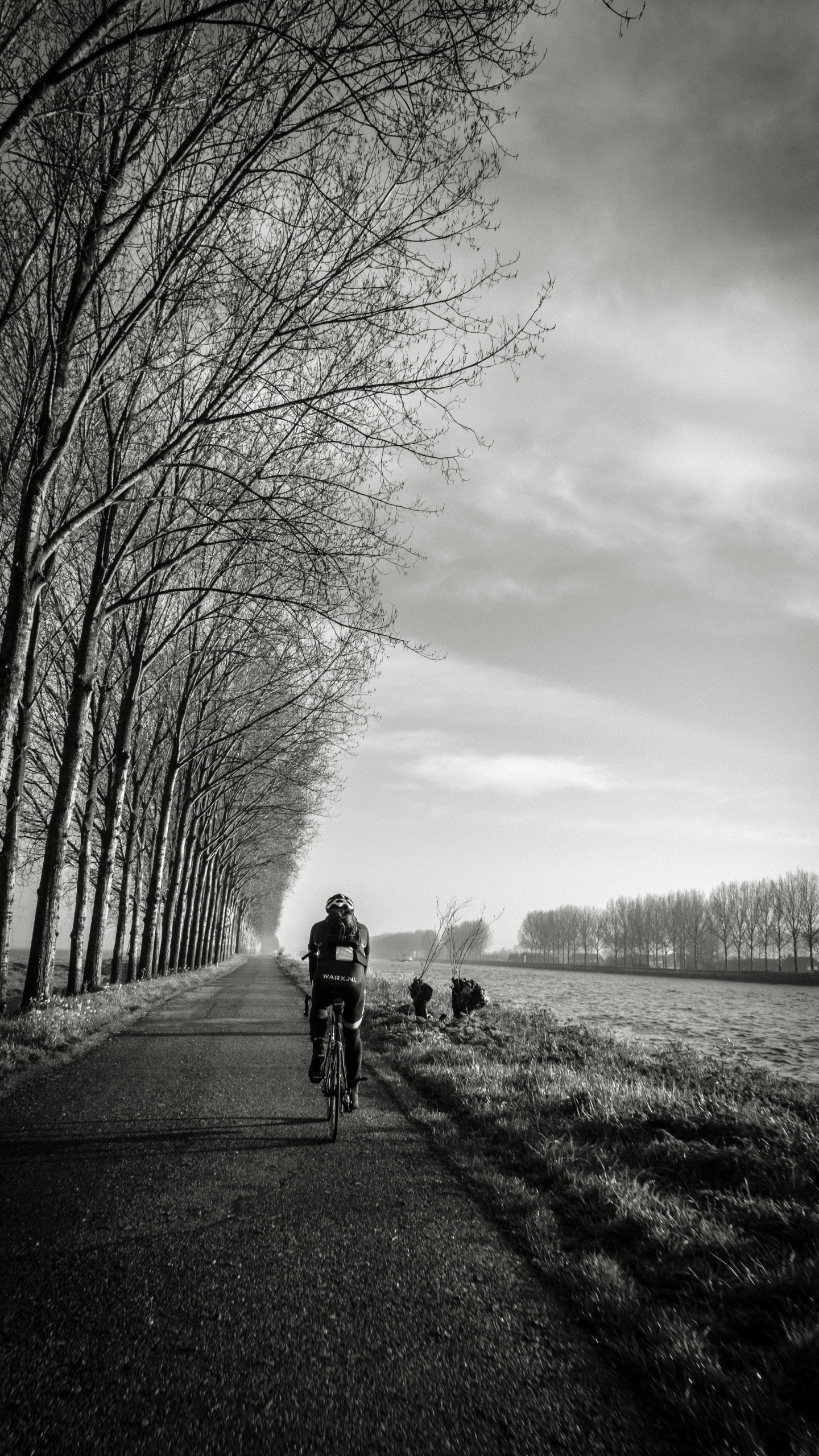 Обои белые, черный, дерево, монохромный, облако в разрешении 1440x2560