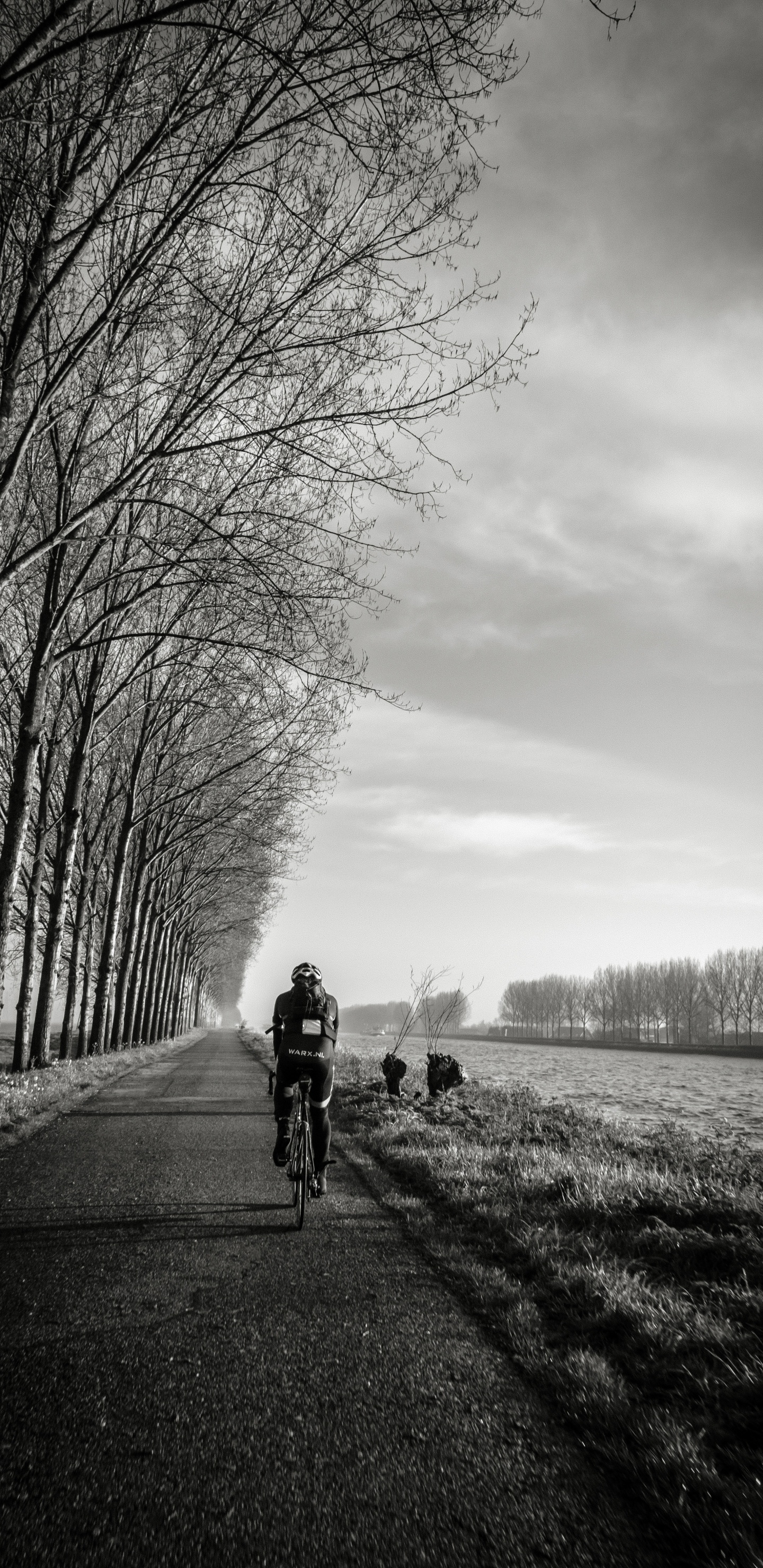 Обои белые, черный, дерево, монохромный, облако в разрешении 1440x2960