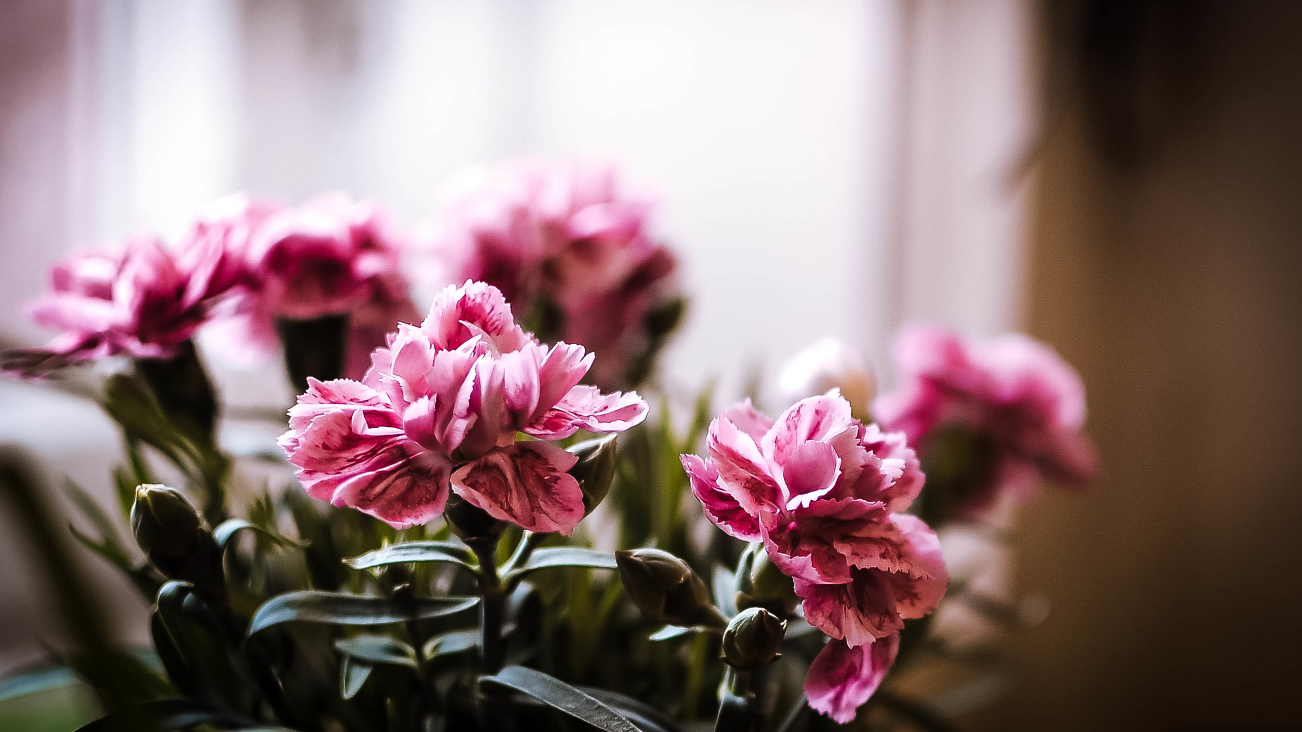 Обои Флора, цветок, цветочный дизайн, растение, лепесток в разрешении 2560x1440