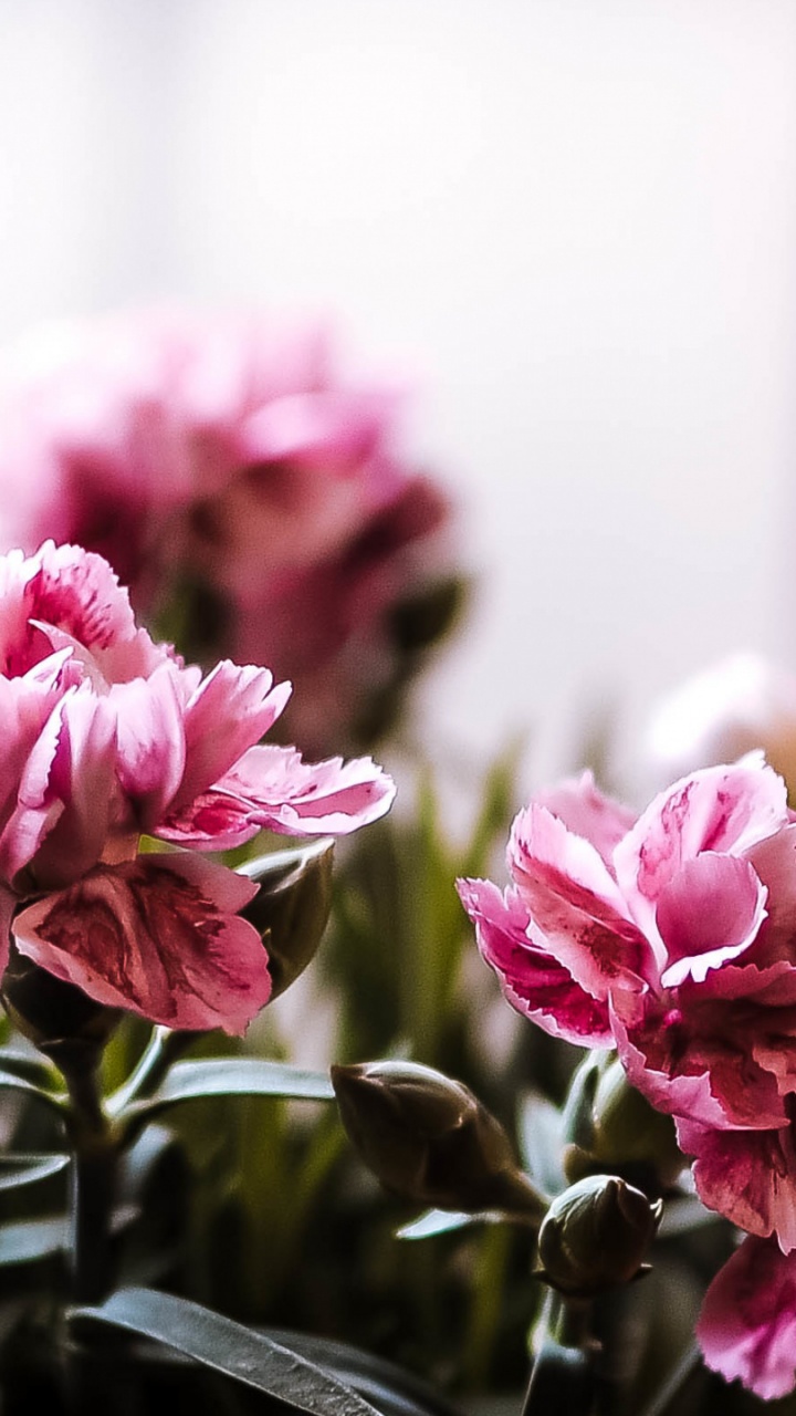 Обои Флора, цветок, цветочный дизайн, растение, лепесток в разрешении 720x1280