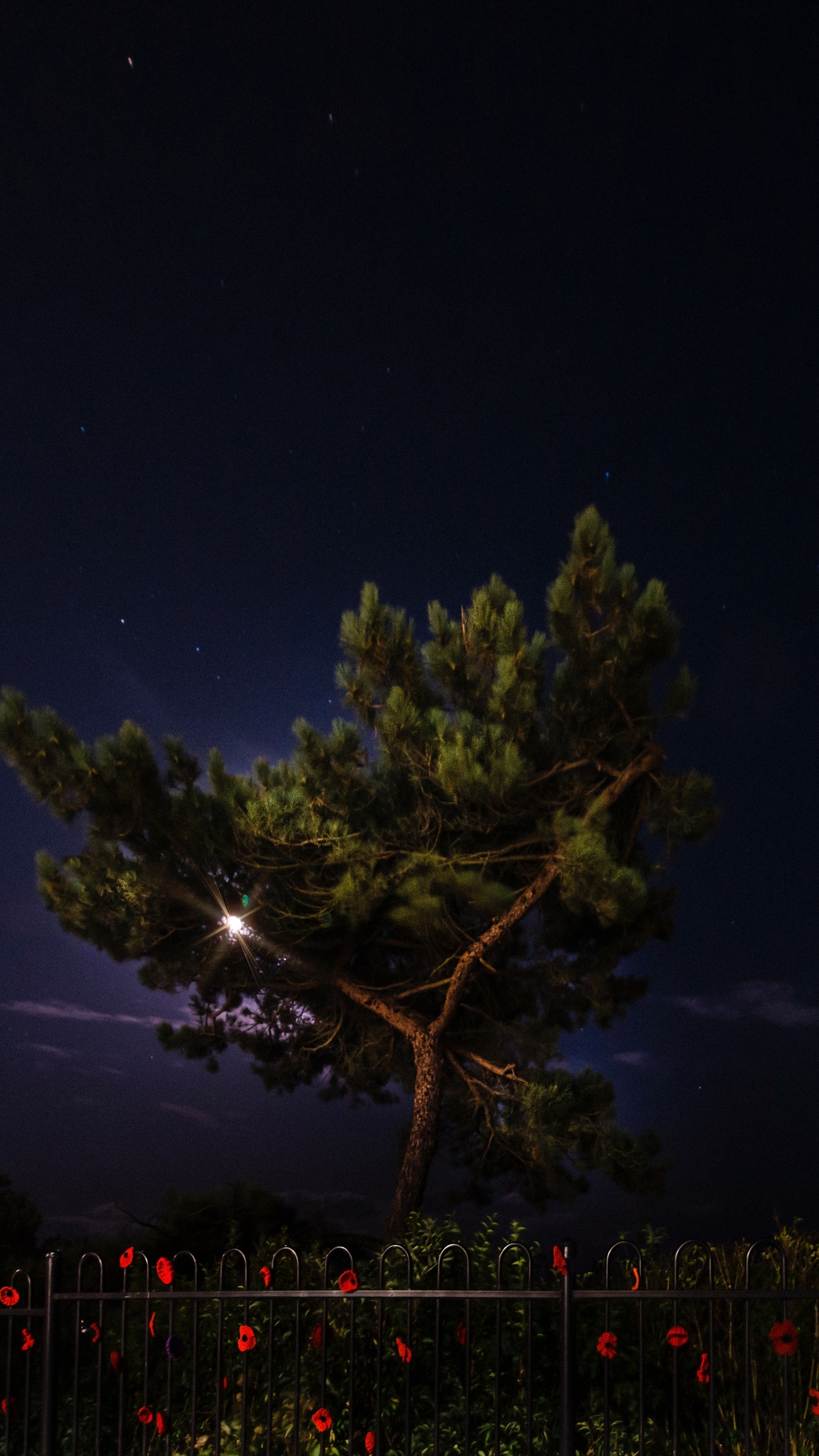 Обои ночь, природа, дерево, освещение, атмосфера в разрешении 1080x1920