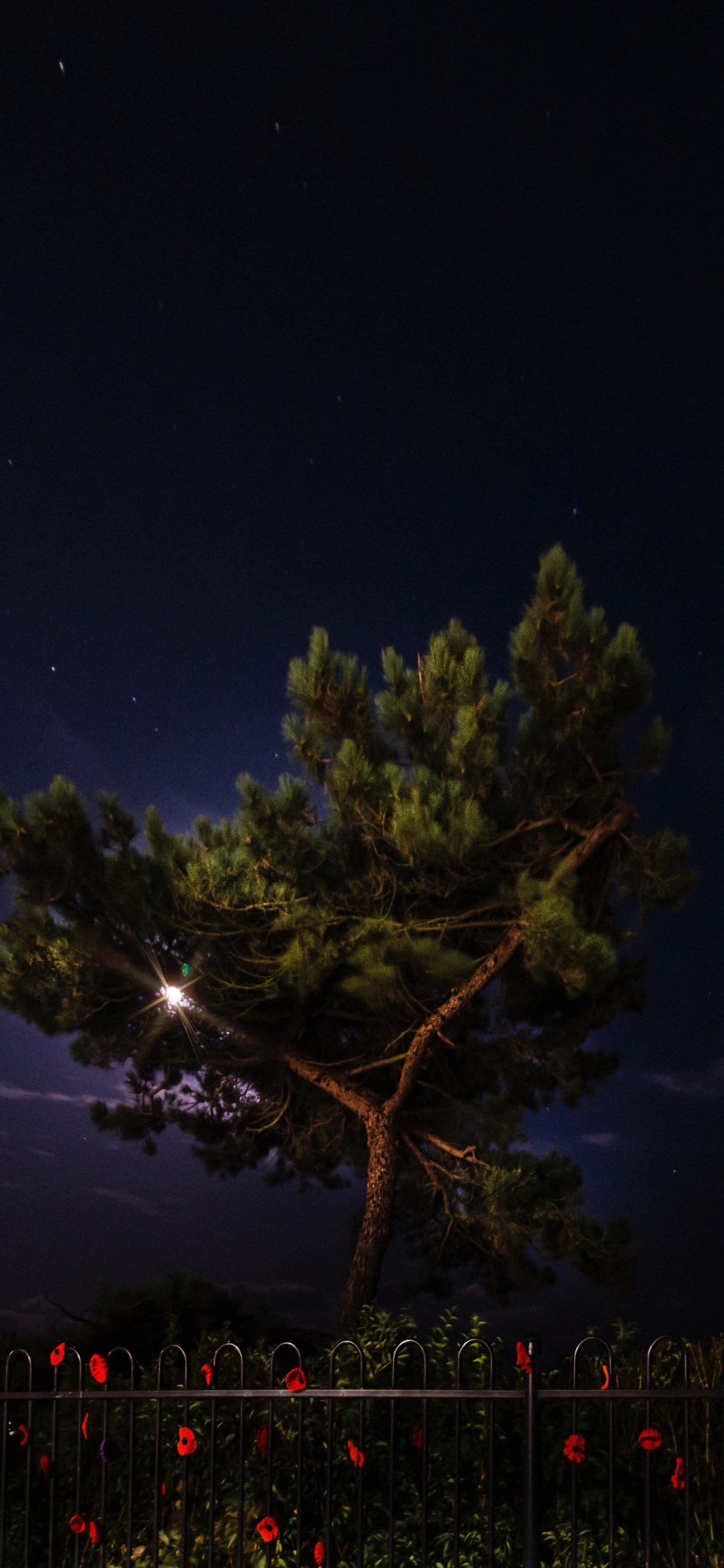 Обои ночь, природа, дерево, освещение, атмосфера в разрешении 1242x2688