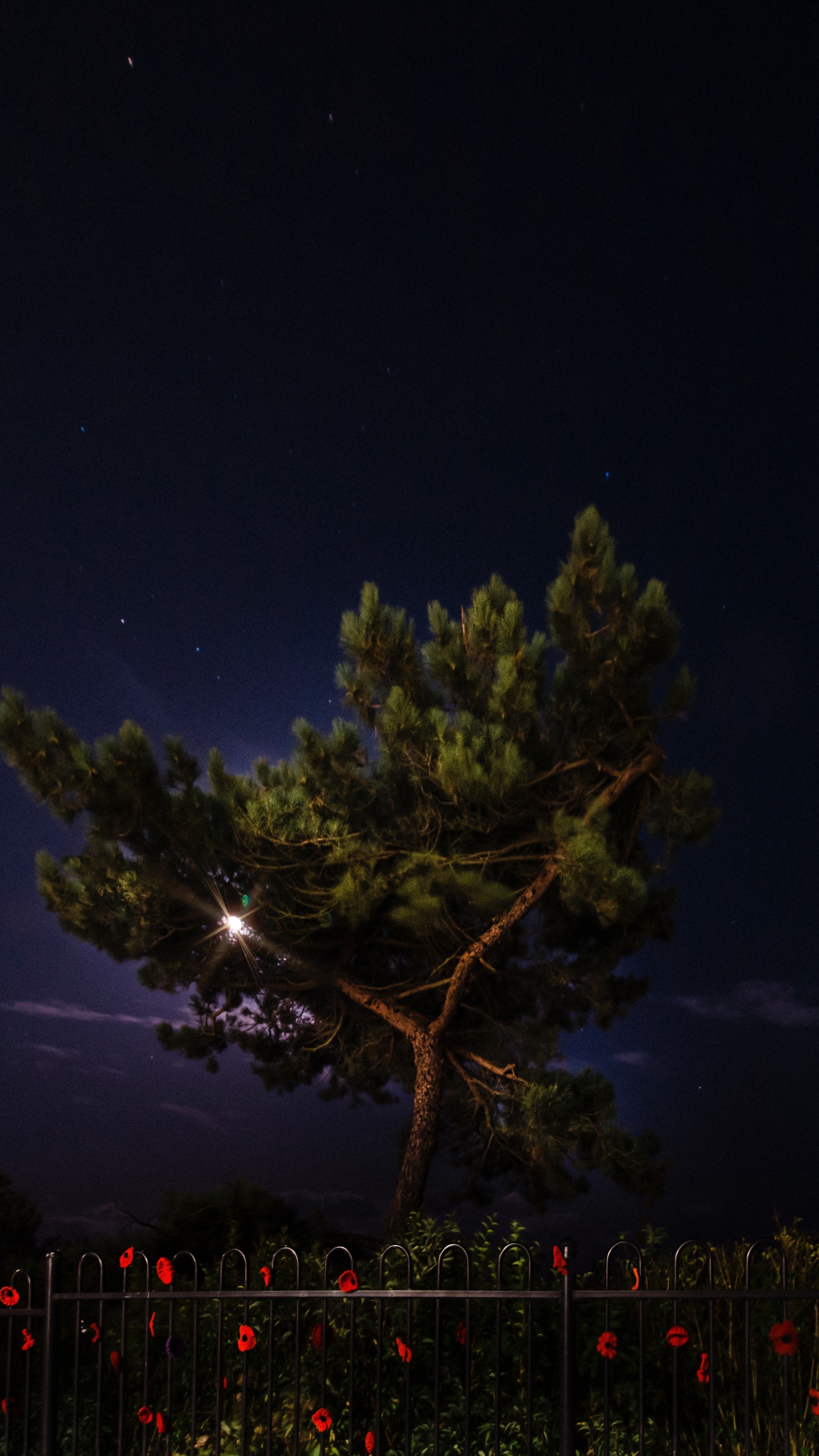 Обои ночь, природа, дерево, освещение, атмосфера в разрешении 1440x2560