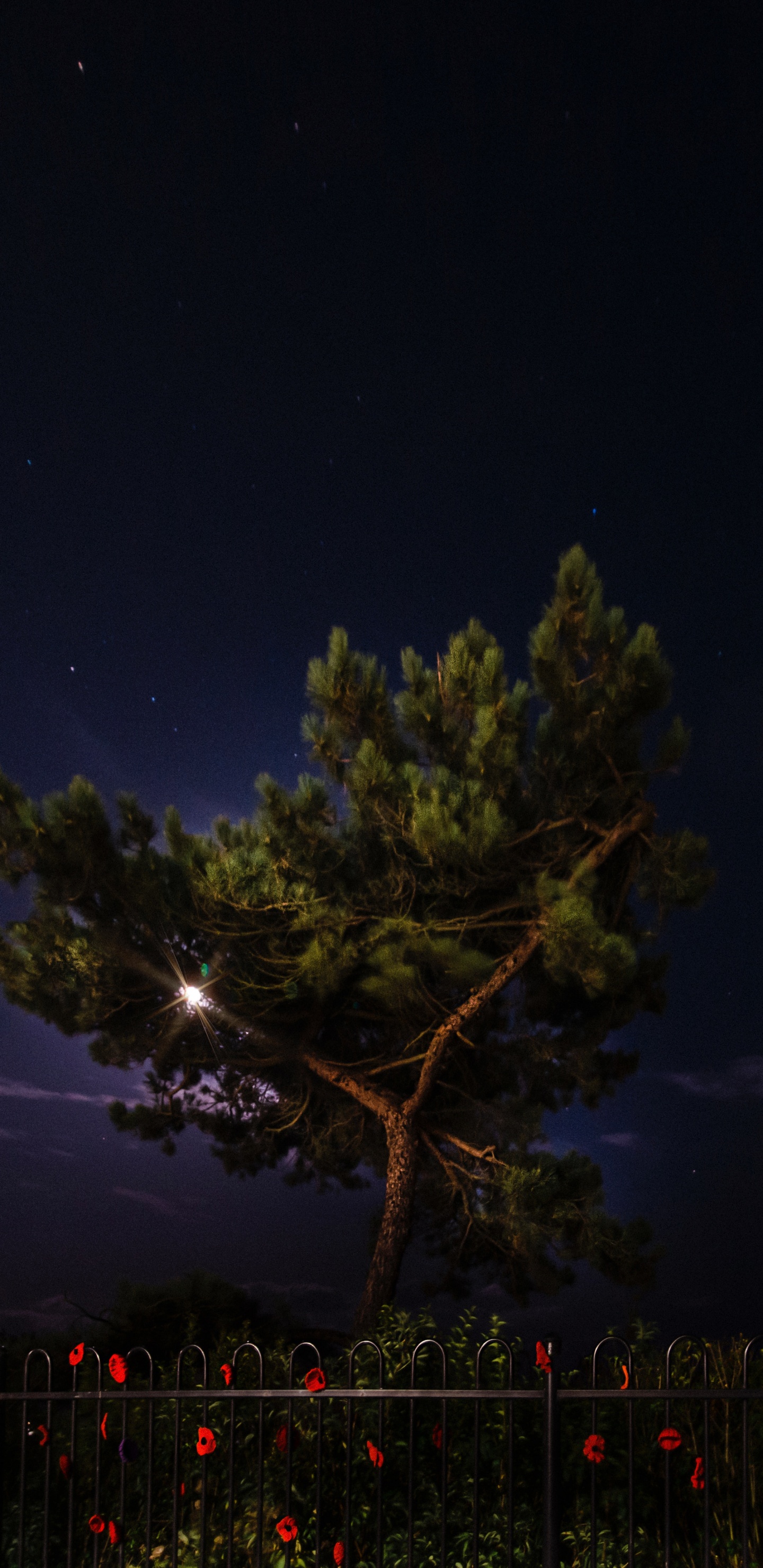 Обои ночь, природа, дерево, освещение, атмосфера в разрешении 1440x2960