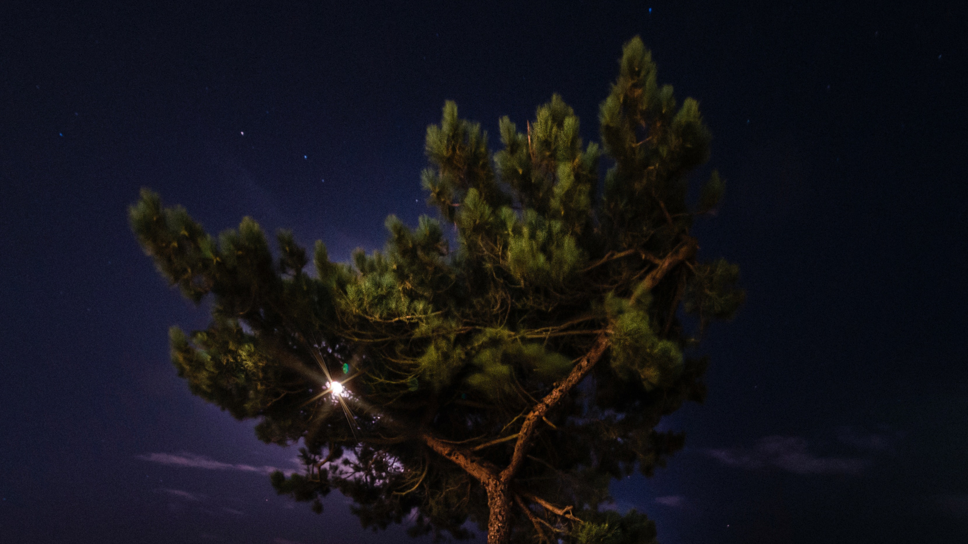 Обои ночь, природа, дерево, освещение, атмосфера в разрешении 1920x1080