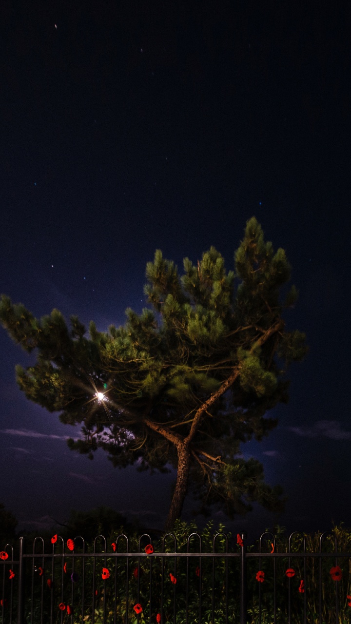 Обои ночь, природа, дерево, освещение, атмосфера в разрешении 720x1280