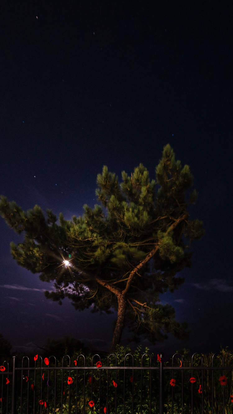 Обои ночь, природа, дерево, освещение, атмосфера в разрешении 750x1334