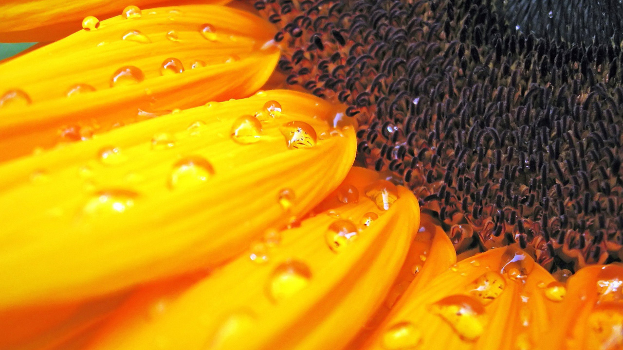 Обои вода, желтый, Апельсин, влага, цветок в разрешении 1280x720