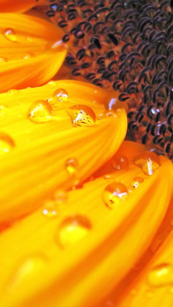 Обои вода, желтый, Апельсин, влага, цветок в разрешении 720x1280