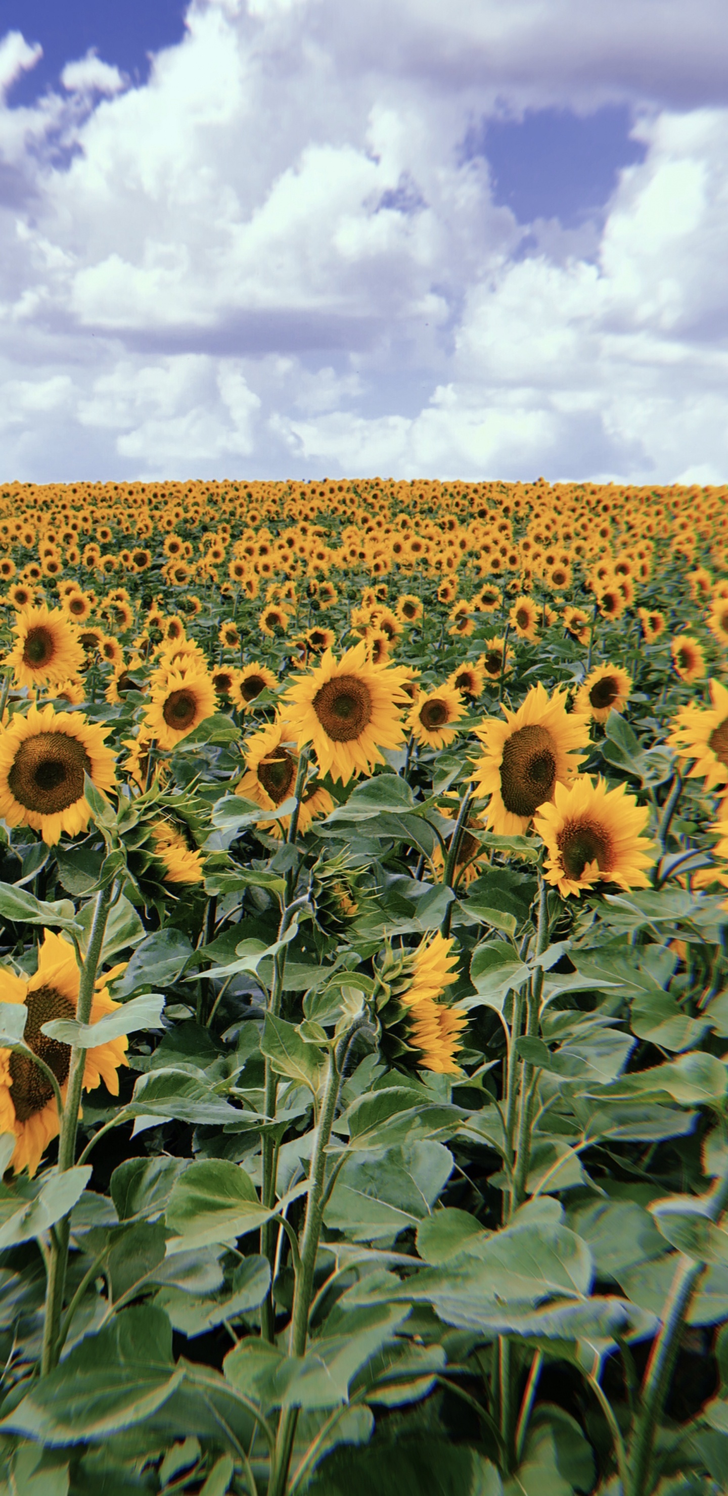 Обои цветковое растение, семья ромашек, семя подсолнечника, урожай, биология в разрешении 1440x2960