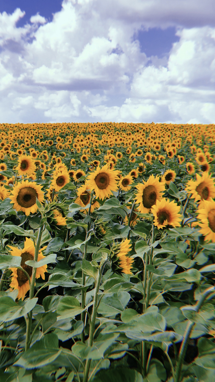 Обои цветковое растение, семья ромашек, семя подсолнечника, урожай, биология в разрешении 750x1334