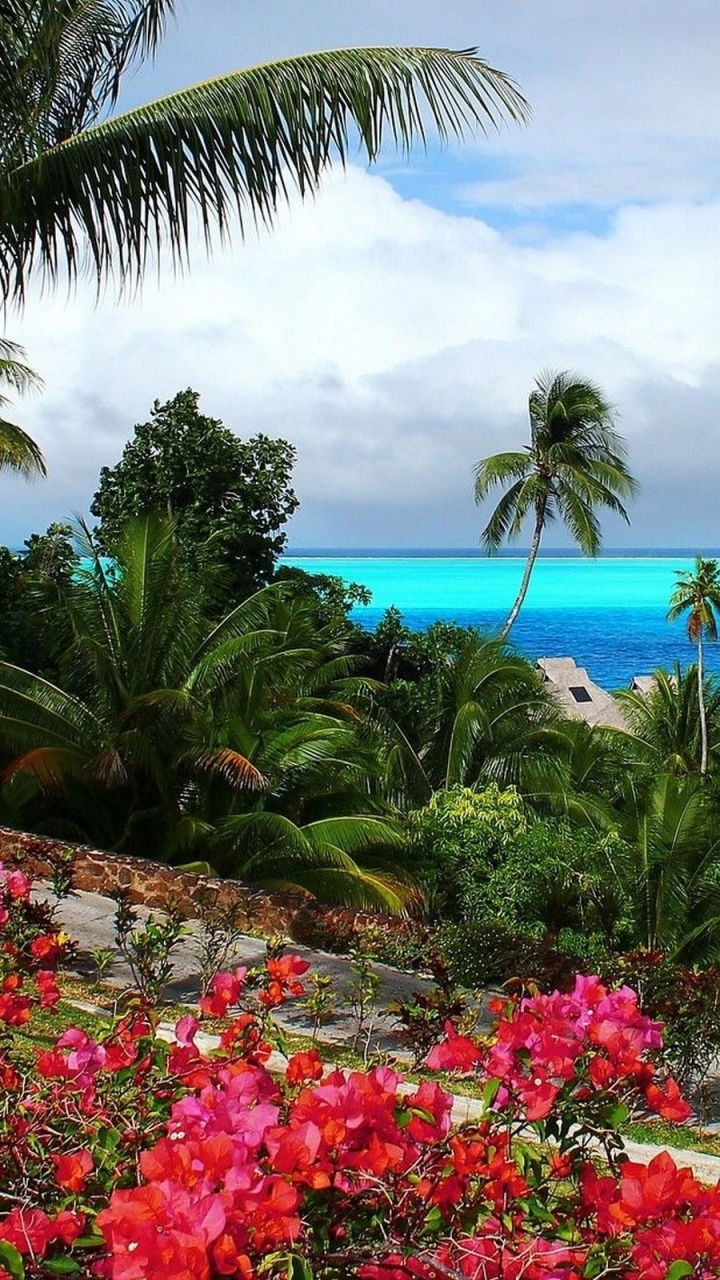 Обои природа, тропическая зона, растительность, Карибский бассейн, прибежище в разрешении 720x1280