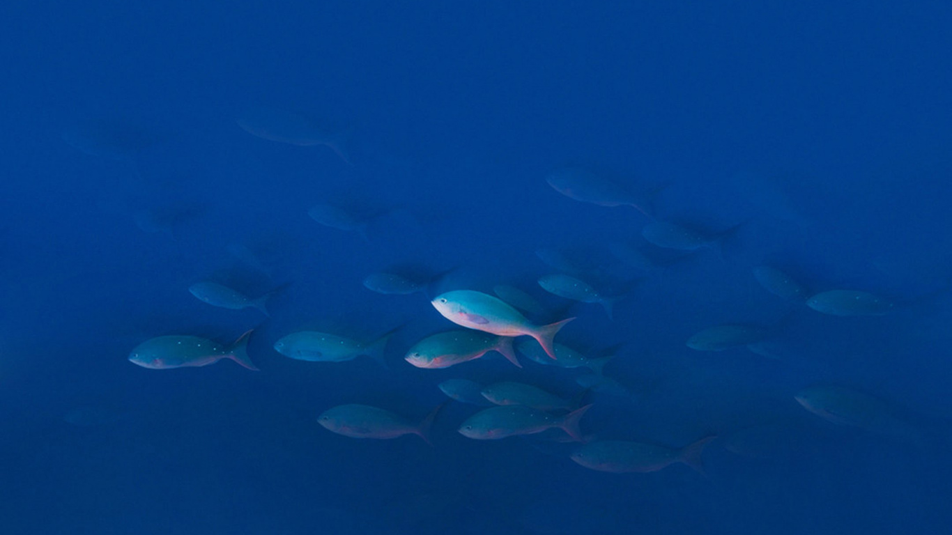 Обои UMIDIGI Z Pro, UMiDIGI, вода, смартфон, водоем в разрешении 1366x768