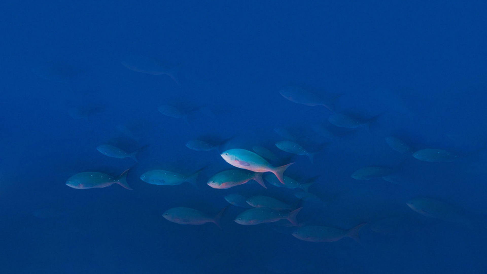 Обои UMIDIGI Z Pro, UMiDIGI, вода, смартфон, водоем в разрешении 1920x1080