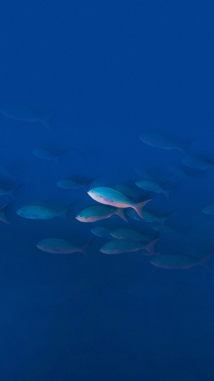 Обои UMIDIGI Z Pro, UMiDIGI, вода, смартфон, водоем в разрешении 720x1280