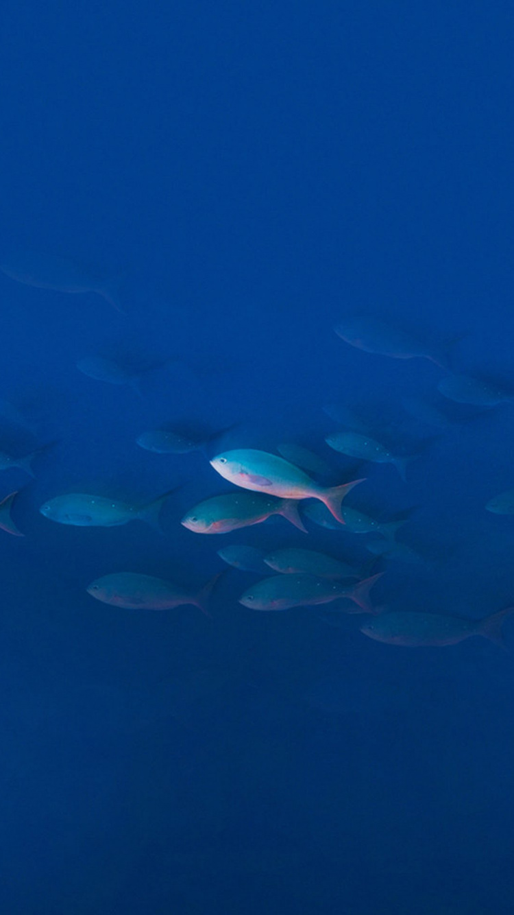 Обои UMIDIGI Z Pro, UMiDIGI, вода, смартфон, водоем в разрешении 750x1334