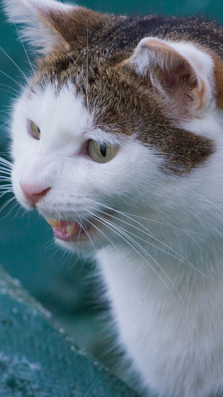 Обои европейская короткошерстная, эгейская кошка, морда, фауна, мелкие и средние кошки в разрешении 750x1334