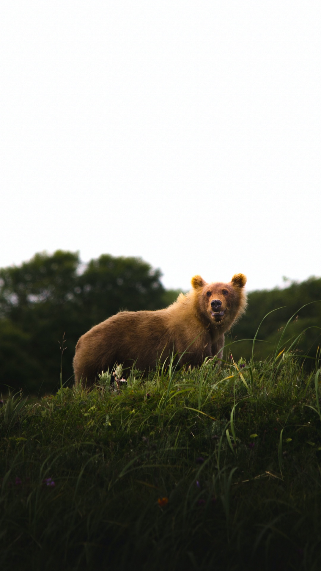 Обои собака породы, растение, дерево, природный ландшафт, олененок в разрешении 1080x1920