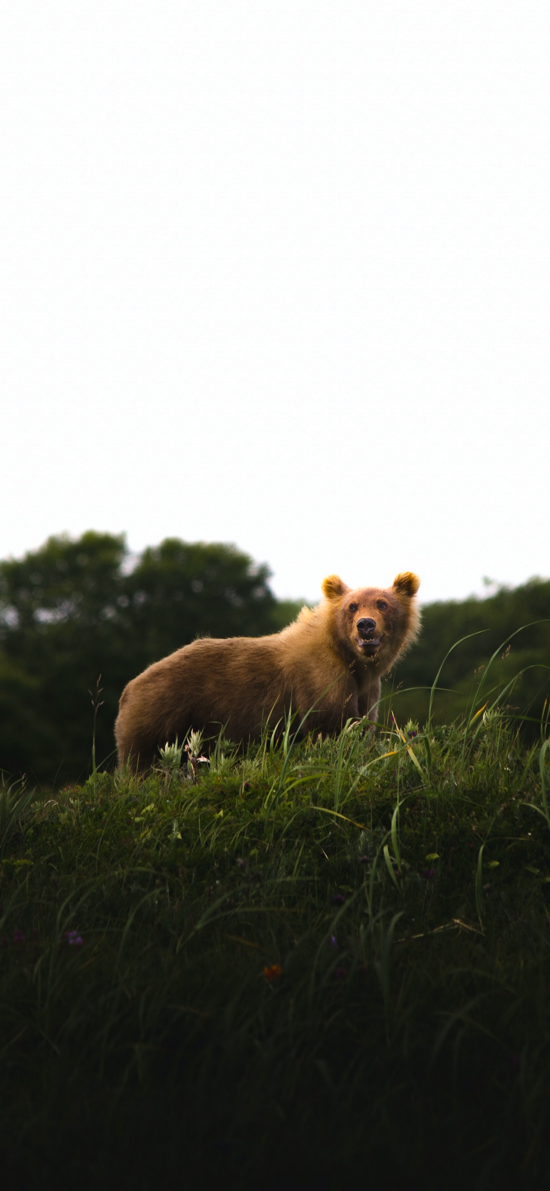 Обои собака породы, растение, дерево, природный ландшафт, олененок в разрешении 1125x2436