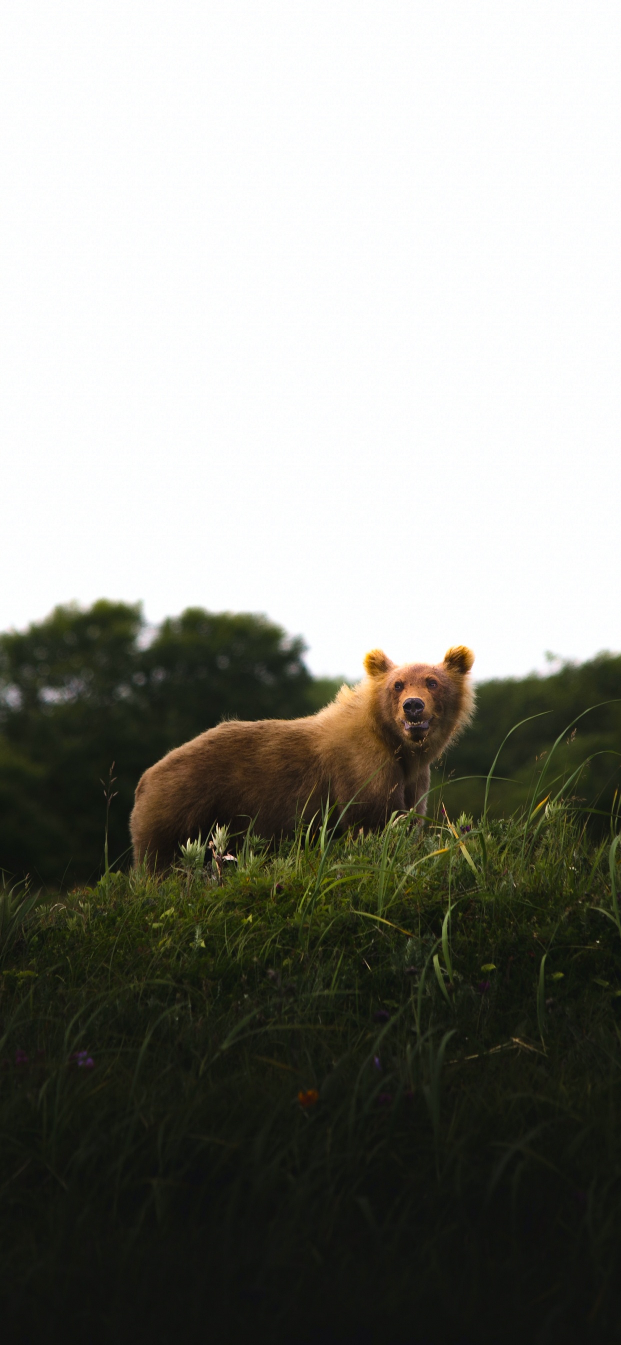 Обои собака породы, растение, дерево, природный ландшафт, олененок в разрешении 1242x2688