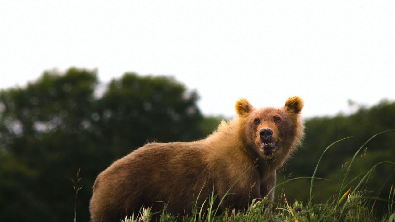Обои собака породы, растение, дерево, природный ландшафт, олененок в разрешении 1280x720