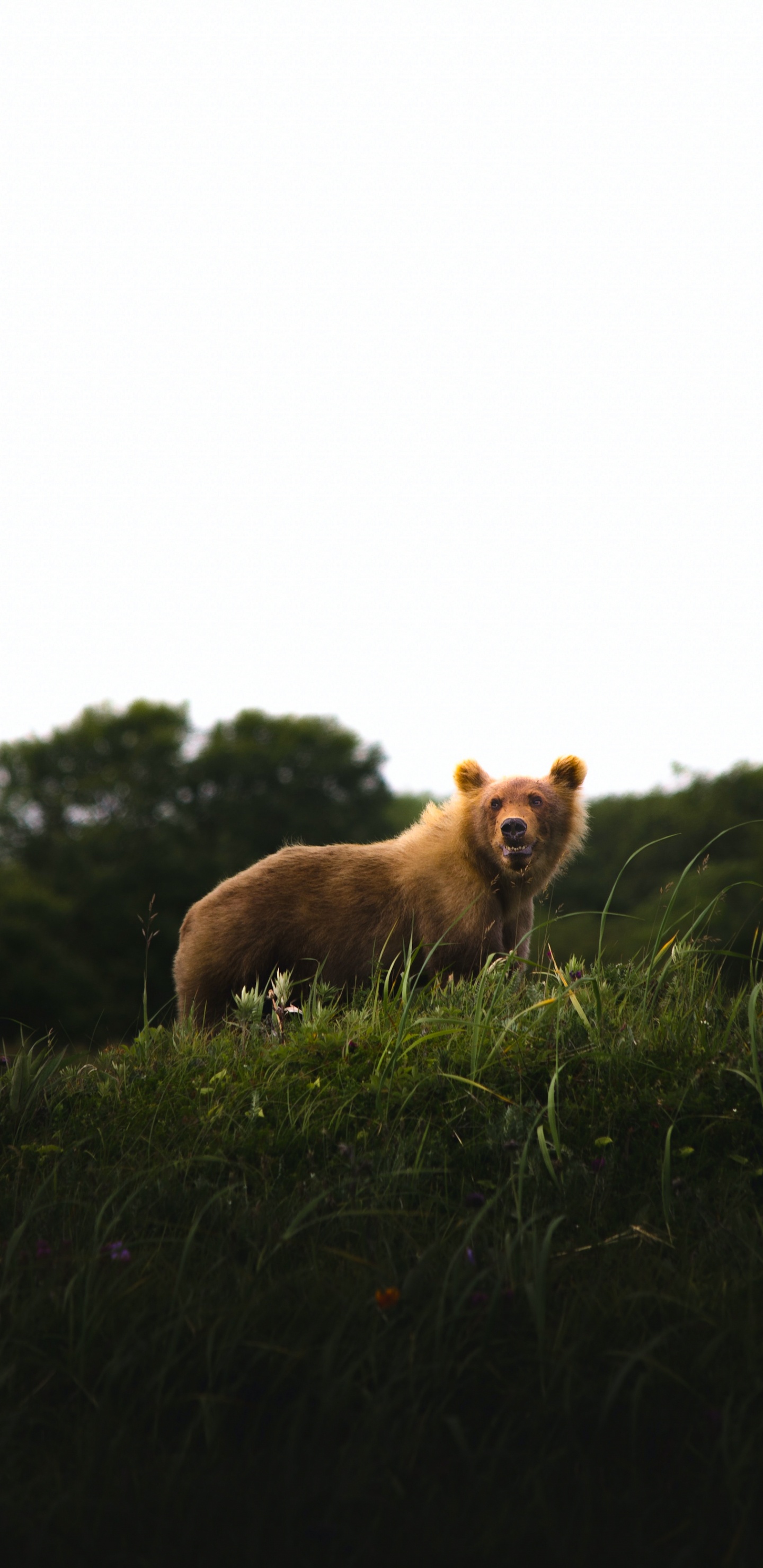 Обои собака породы, растение, дерево, природный ландшафт, олененок в разрешении 1440x2960
