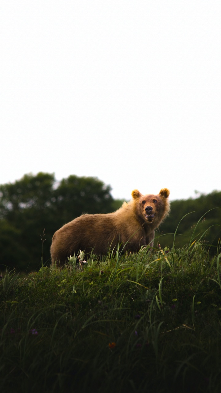 Обои собака породы, растение, дерево, природный ландшафт, олененок в разрешении 720x1280