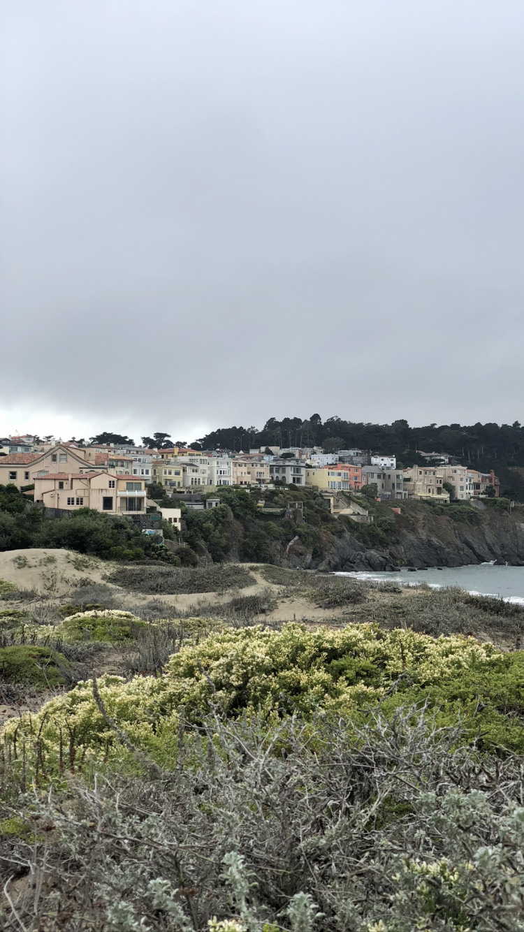 Обои побережье, наука, биология, растительность, растительное сообщество в разрешении 750x1334