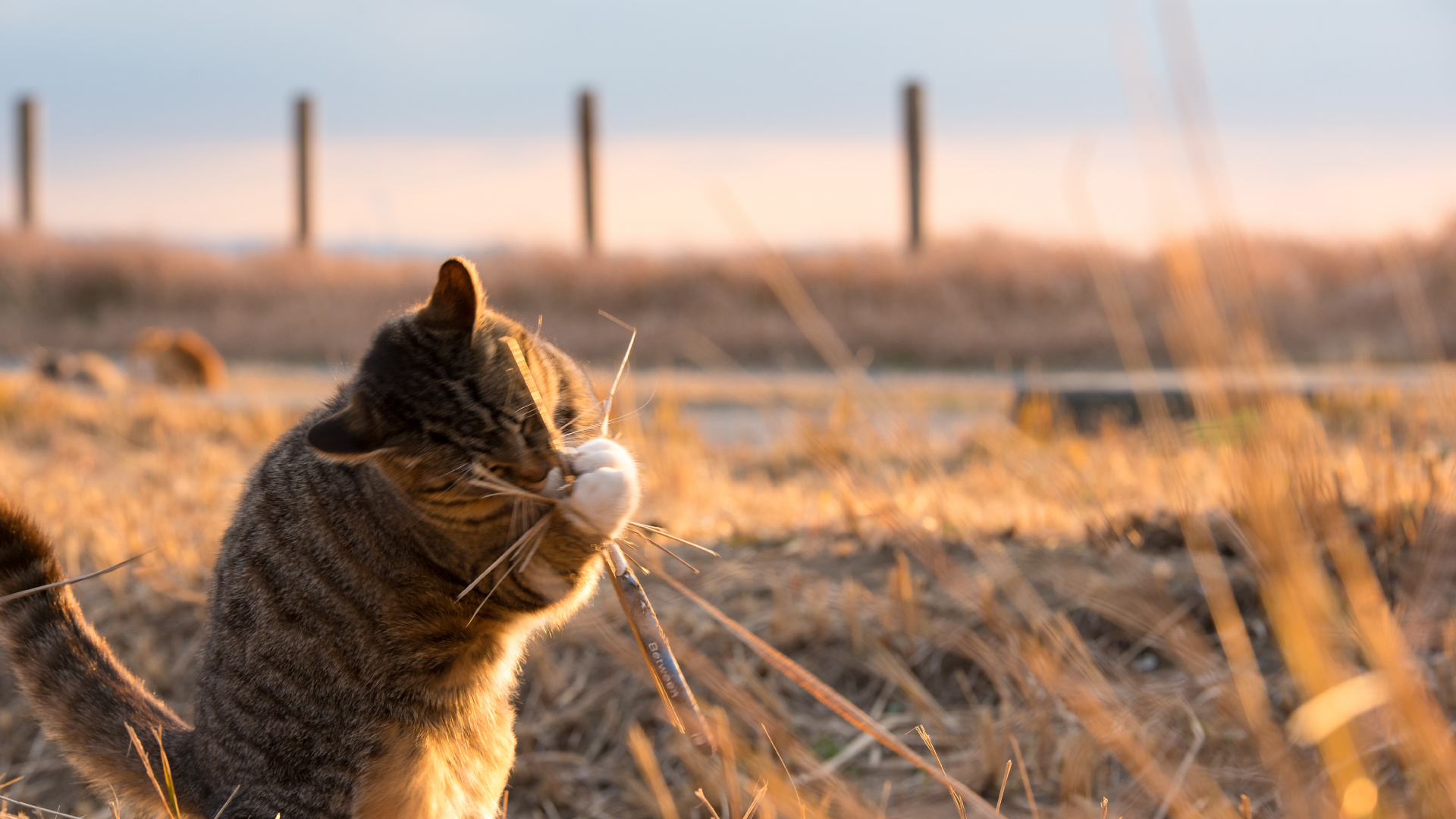 Обои кошки малого и среднего размера, кошачьих, трава, живая природа, кошка трава в разрешении 1920x1080