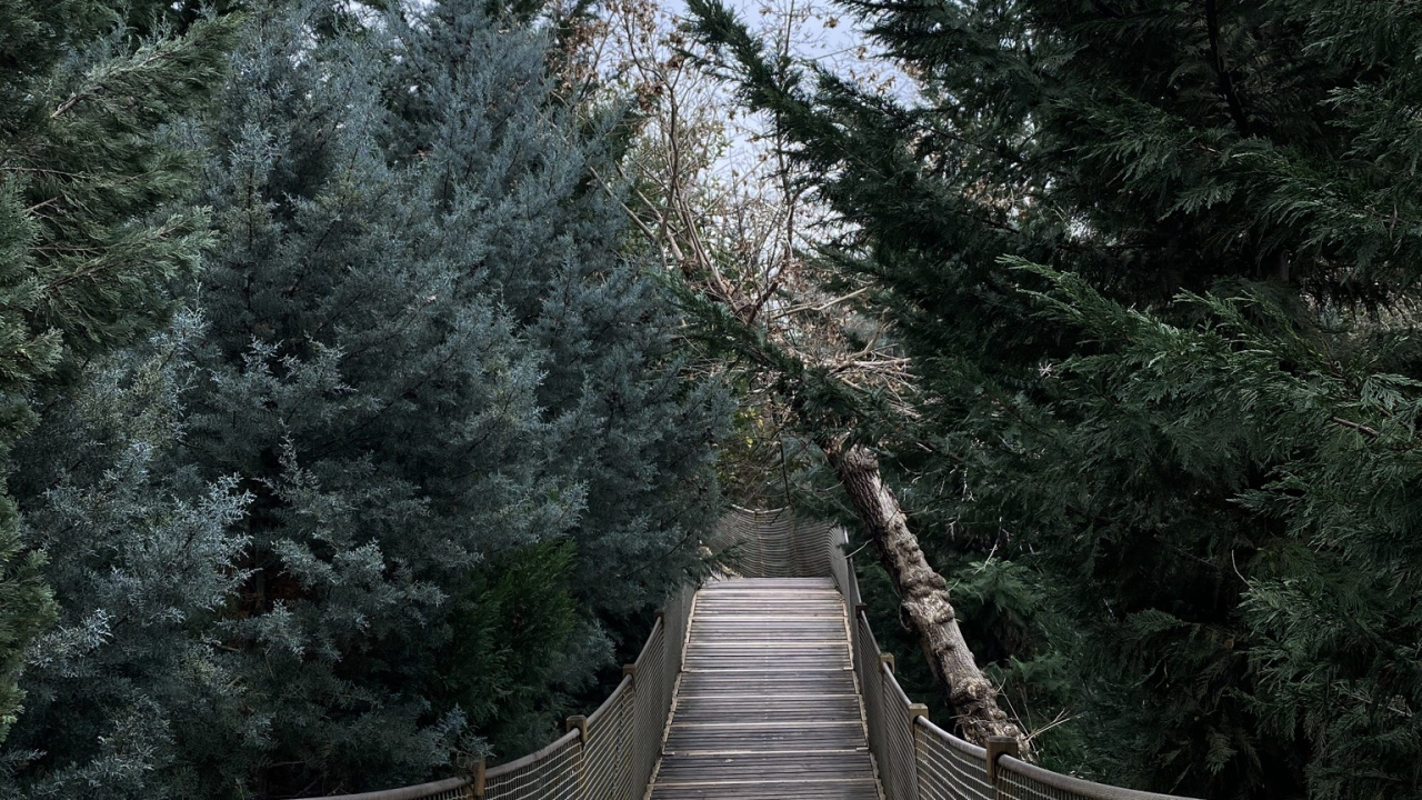 Обои дерево, подвесной мост, лист, биология, наука в разрешении 1280x720