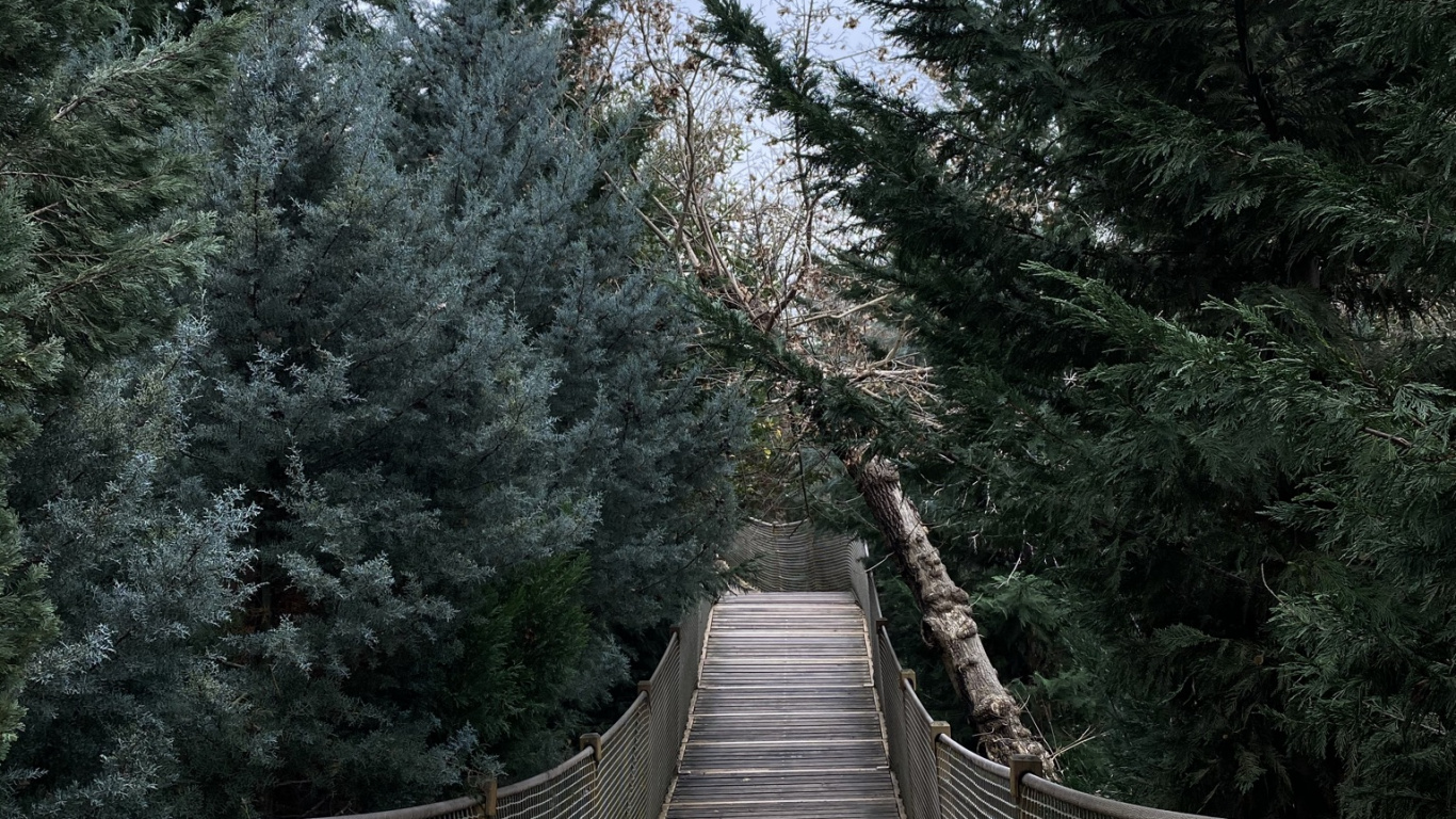Обои дерево, подвесной мост, лист, биология, наука в разрешении 1366x768