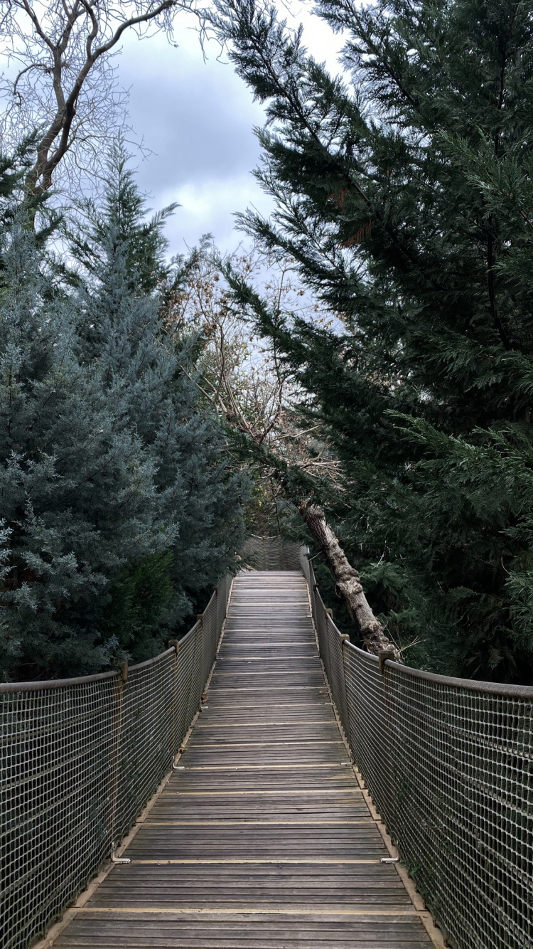 Обои дерево, подвесной мост, лист, биология, наука в разрешении 750x1334