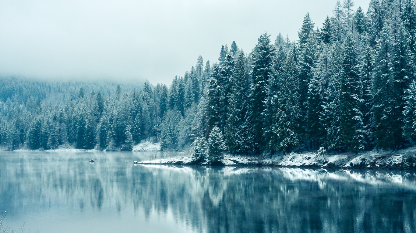 Обои планшет, вода, гидроресурсы, дерево, природный ландшафт в разрешении 1366x768