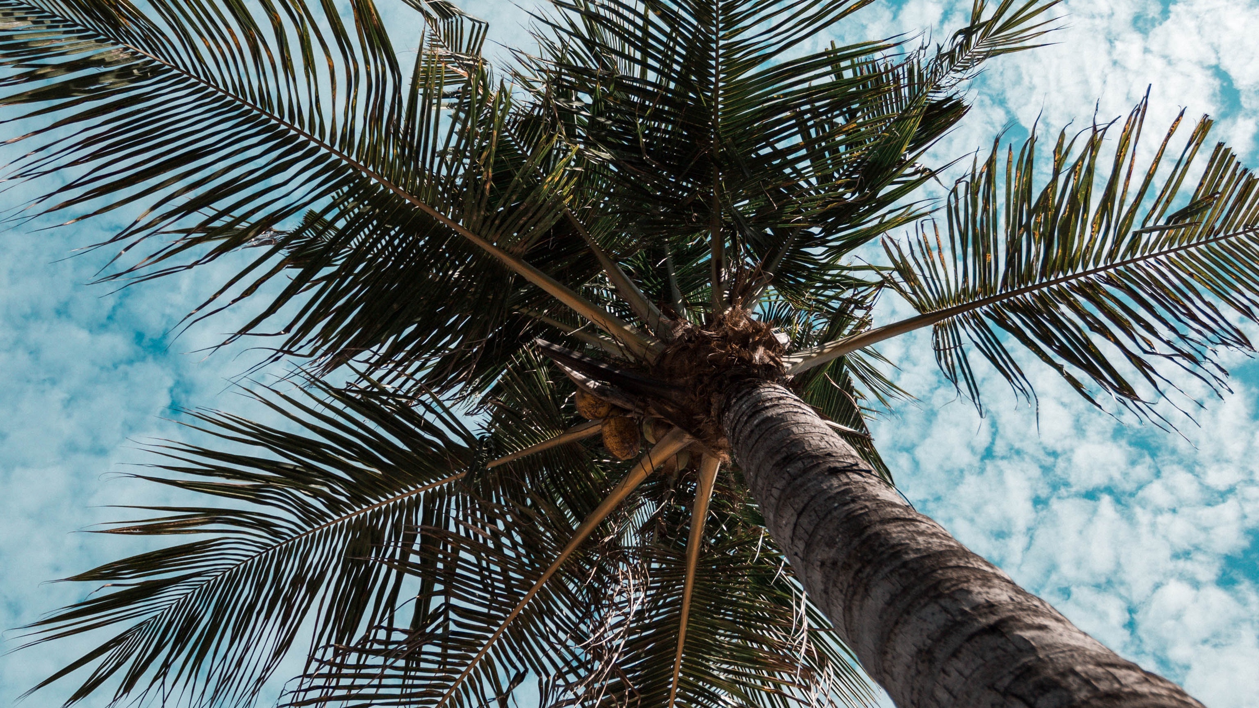 Обои пальмовые рощи, apple, дерево, Пальма, Кокос в разрешении 2560x1440