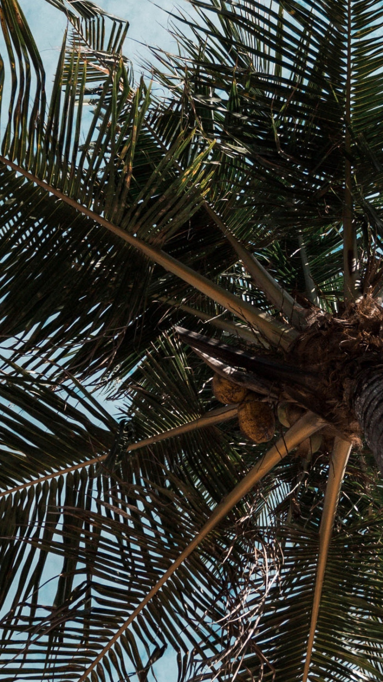 Обои пальмовые рощи, apple, дерево, Пальма, Кокос в разрешении 750x1334