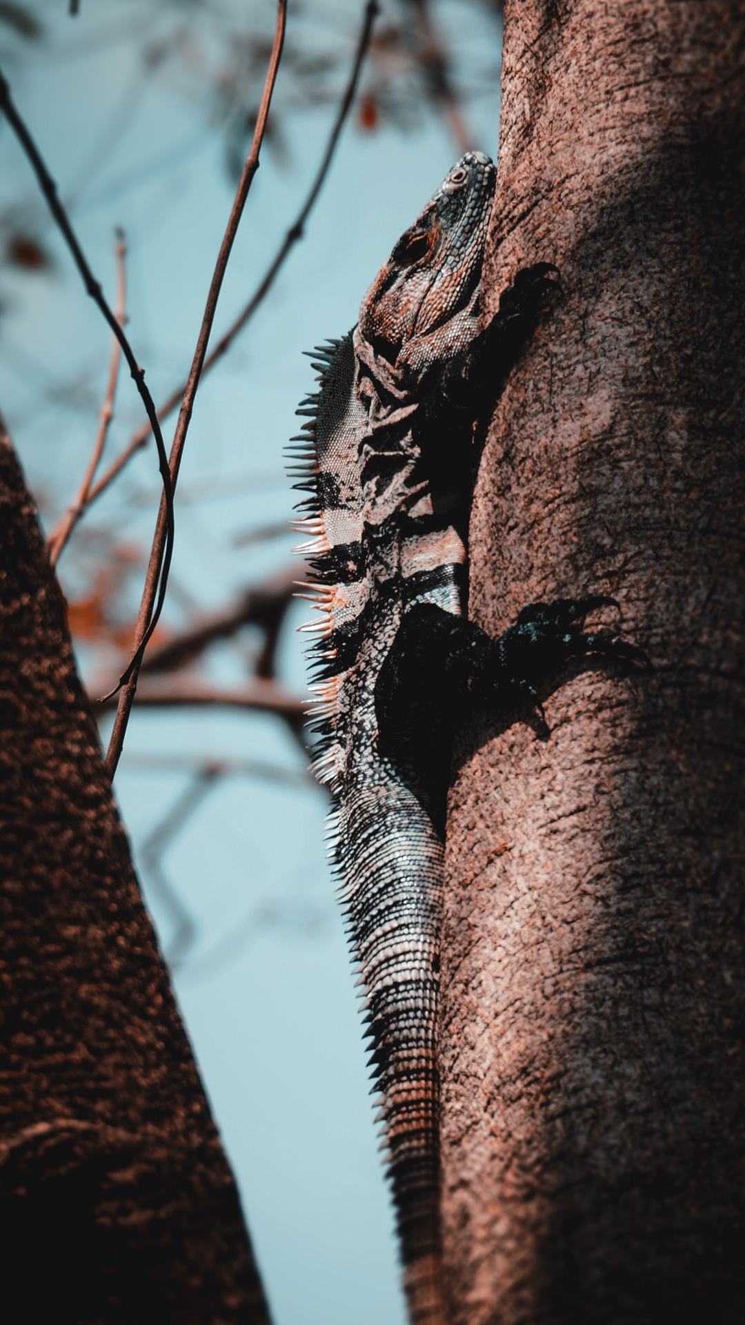 Обои зеленая игуана, дерево, Пура вида, прут, древесина в разрешении 1080x1920