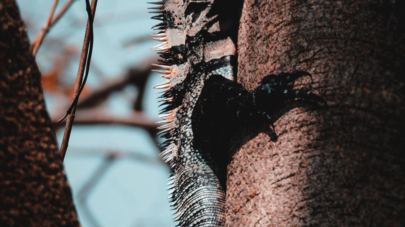 Обои зеленая игуана, дерево, Пура вида, прут, древесина в разрешении 1366x768