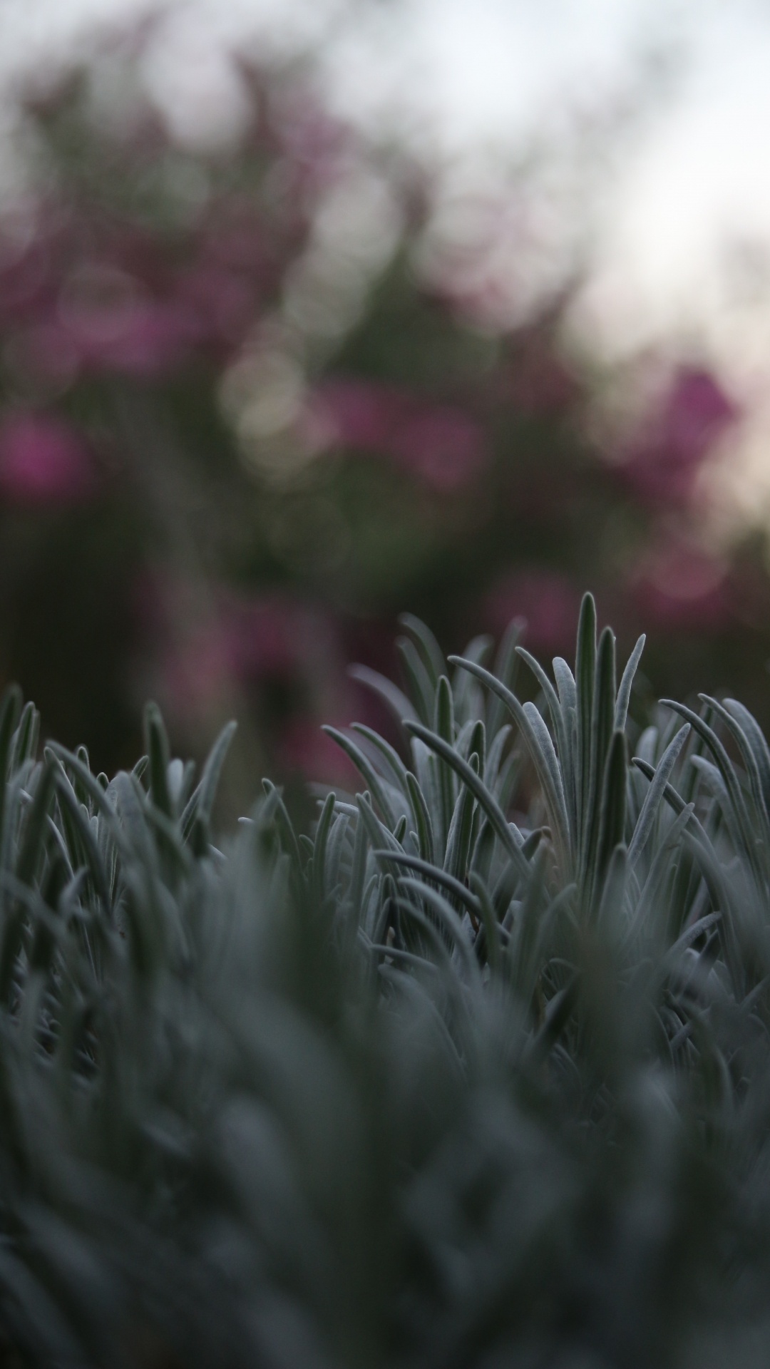 Обои стебель растения, цветок, растение, ботаники, весна в разрешении 1080x1920