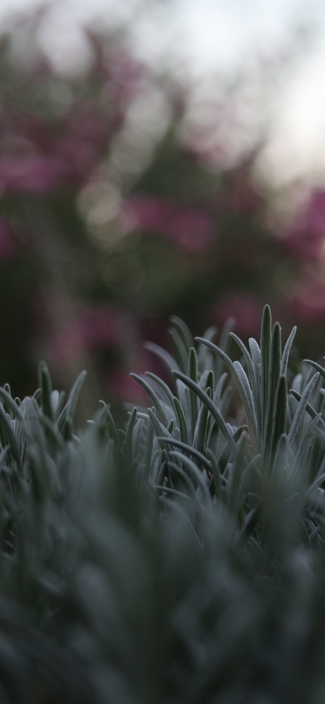 Обои стебель растения, цветок, растение, ботаники, весна в разрешении 1242x2688