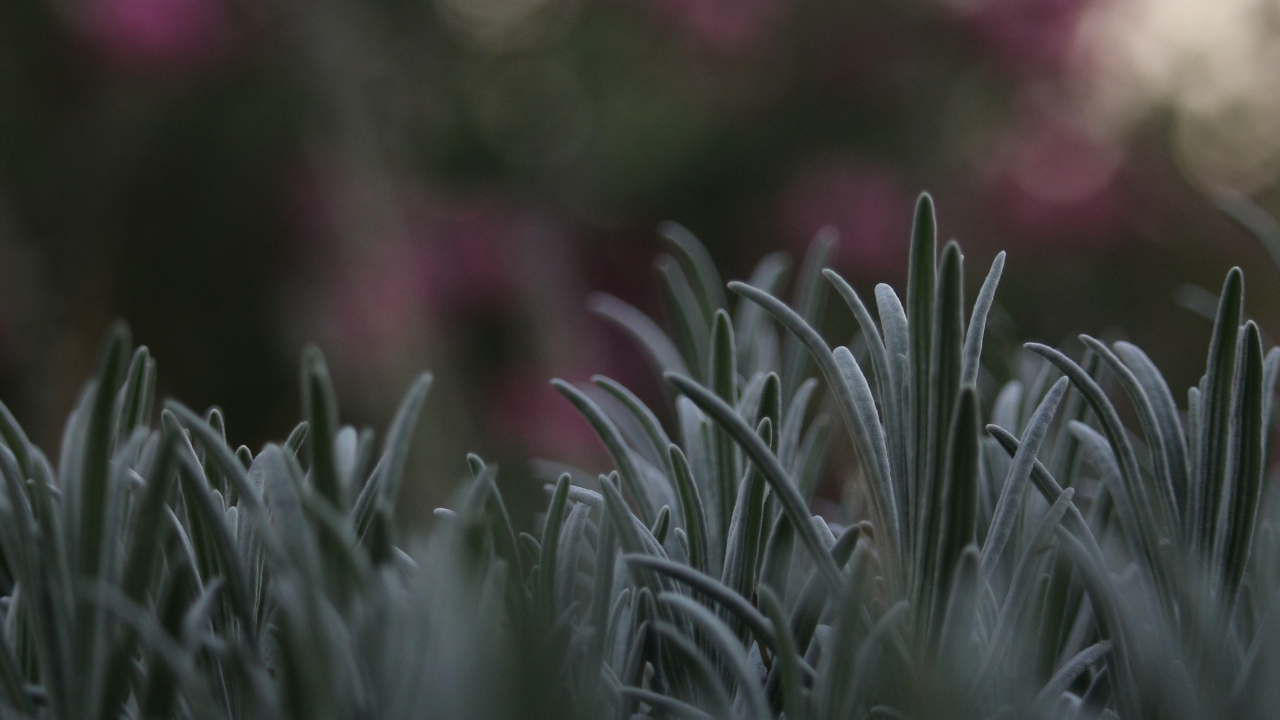 Обои стебель растения, цветок, растение, ботаники, весна в разрешении 1280x720