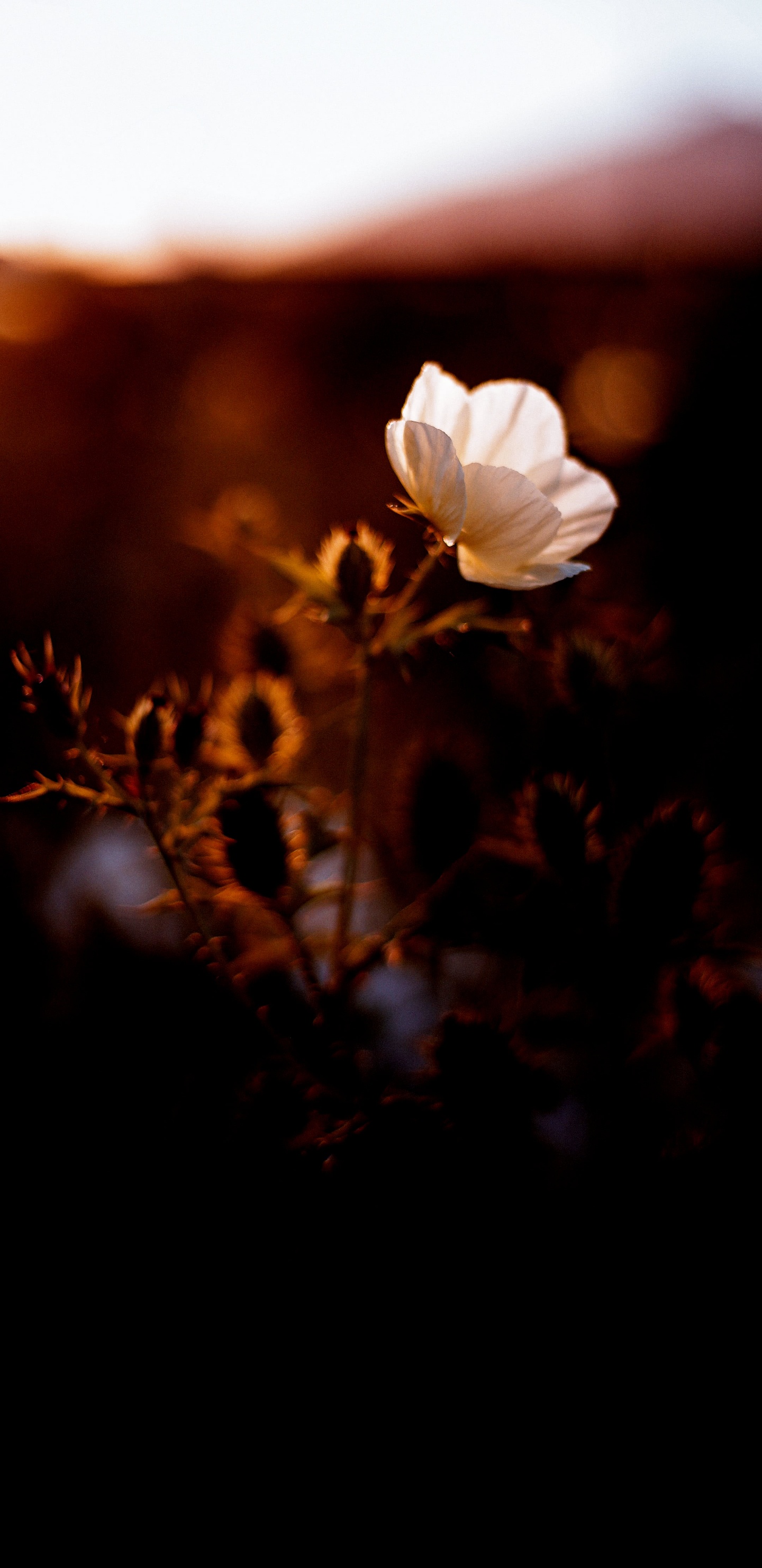 Обои Постер фильма, постер, ночь, цветок, облако в разрешении 1440x2960