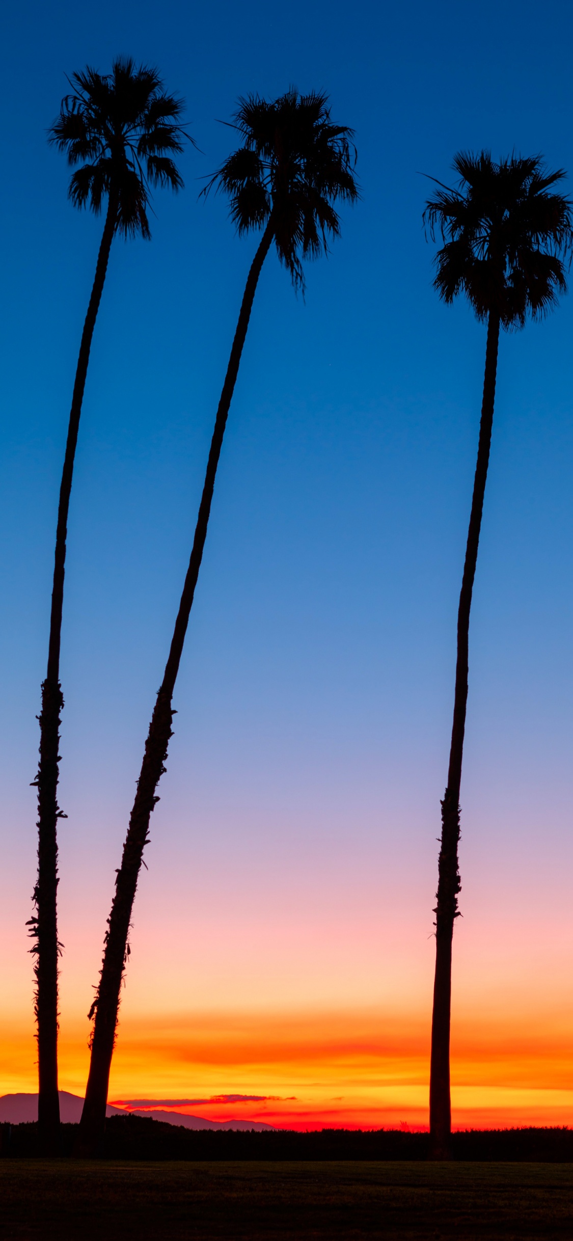 Обои послесвечение, ладонь, дерево, дневное время, растение в разрешении 1125x2436