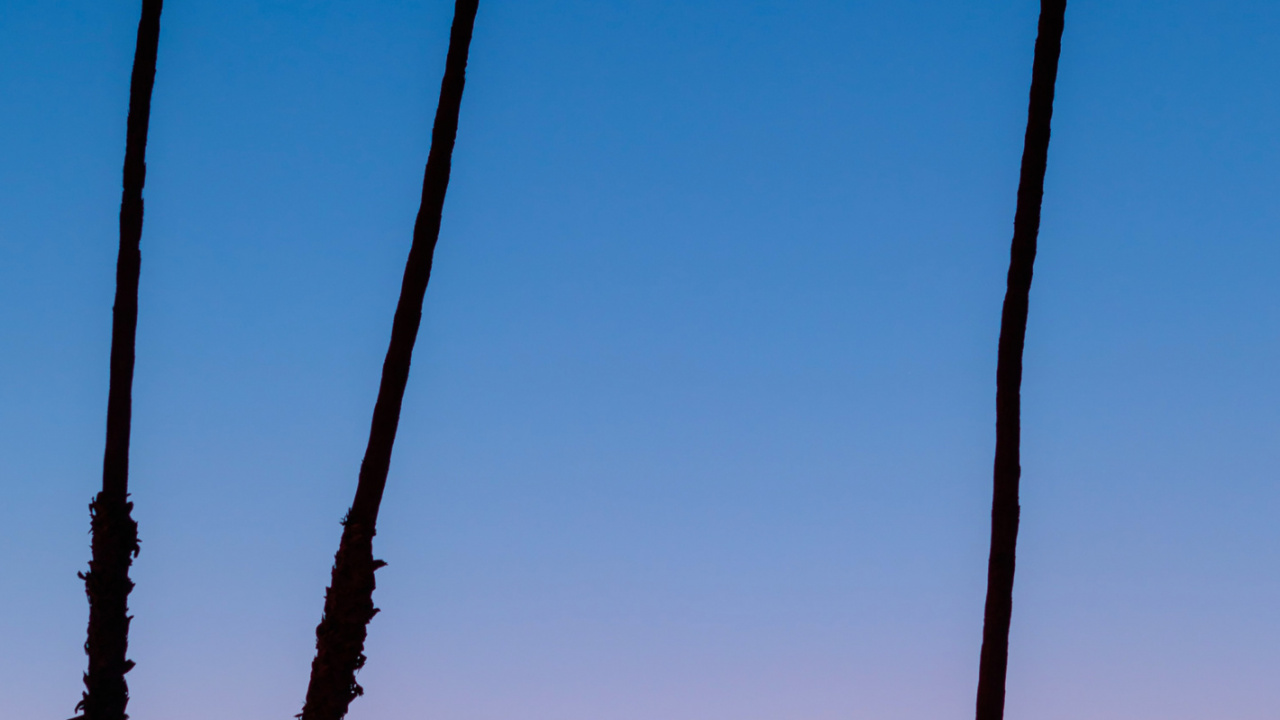 Обои послесвечение, ладонь, дерево, дневное время, растение в разрешении 1280x720