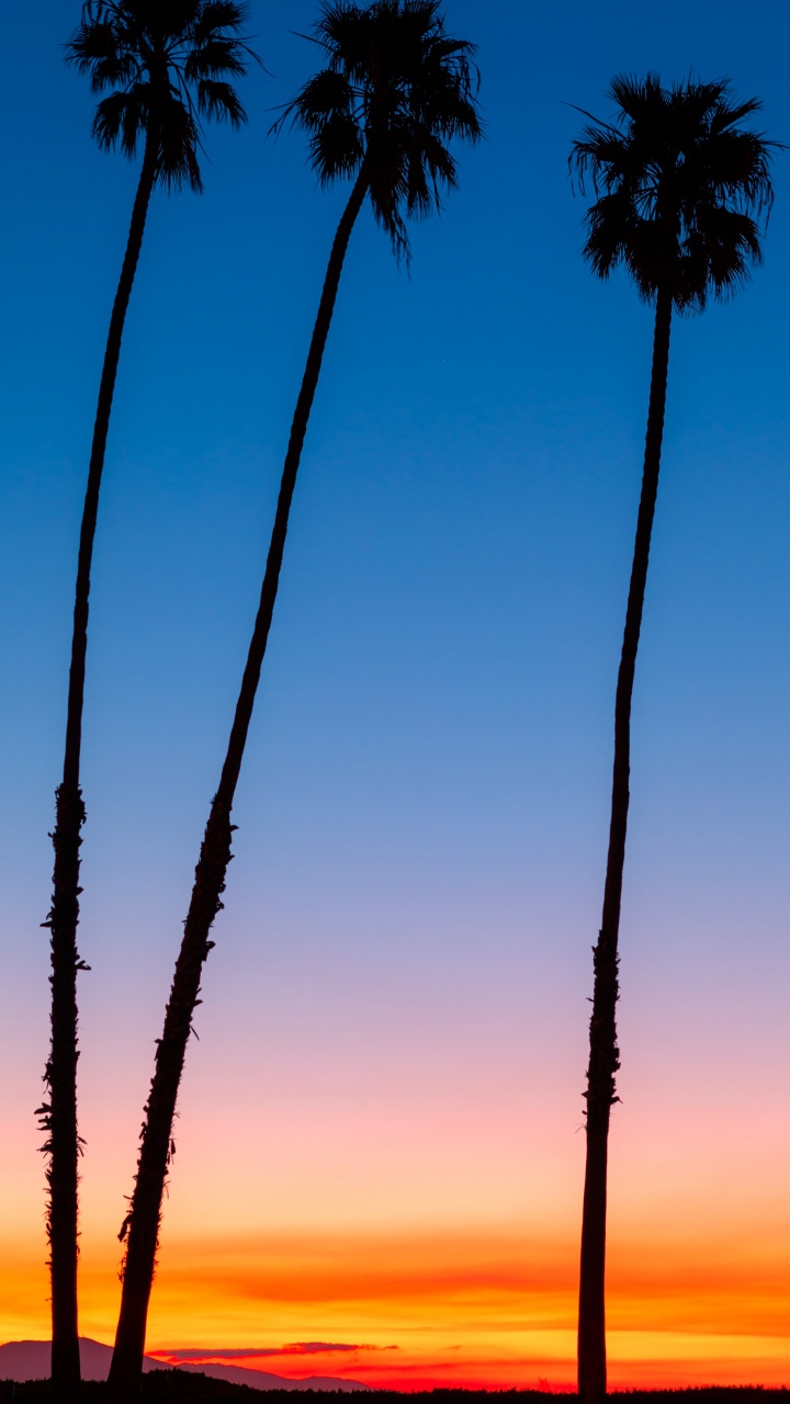 Обои послесвечение, ладонь, дерево, дневное время, растение в разрешении 720x1280