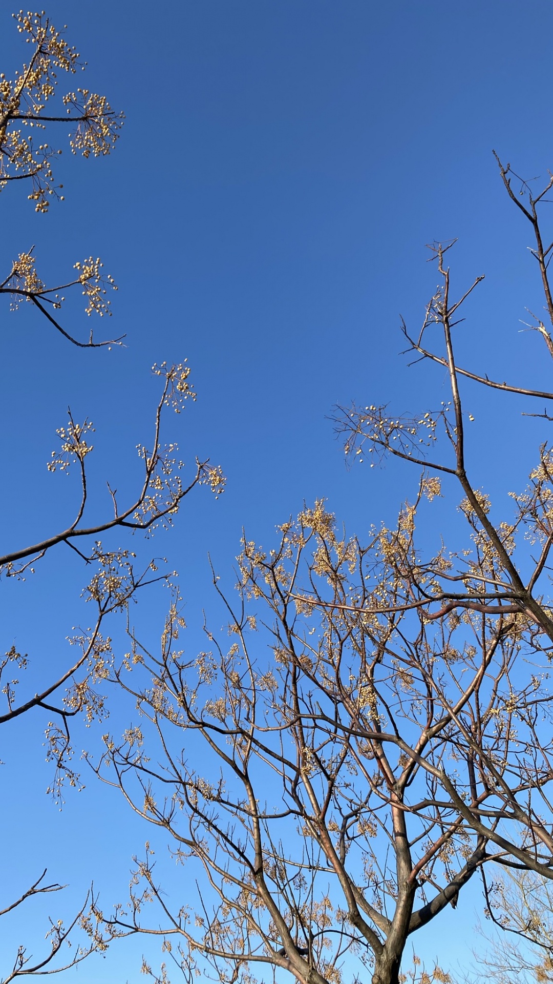 Обои лазурный, прут, ветвь, дерево, природный ландшафт в разрешении 1080x1920