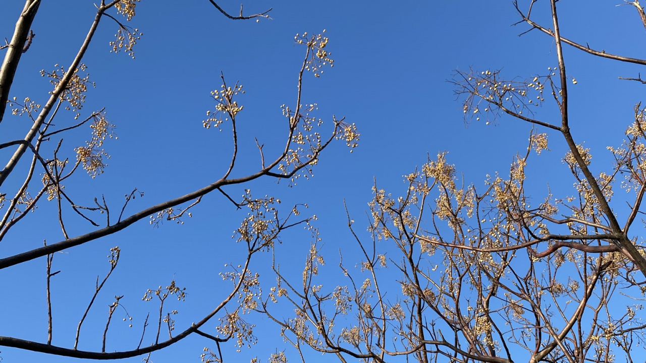 Обои лазурный, прут, ветвь, дерево, природный ландшафт в разрешении 1280x720